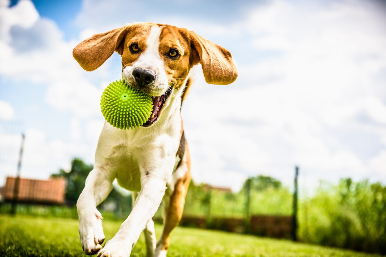Bark Park & Pet Friendly Wooden bench in the park area